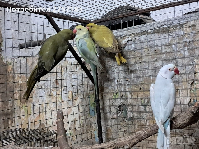 продавам малки александри, снимка 3 - Папагали - 54098521