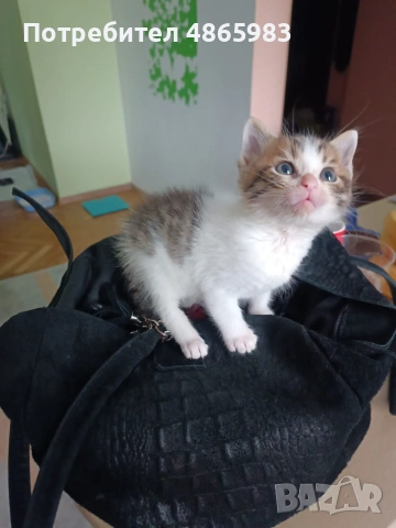🐾 Търся дом за едно прекрасно мъжко котенце, снимка 4 - Други - 55025235