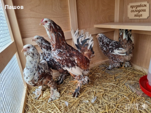 Продавам разплодни яйца от югозападен стандарт