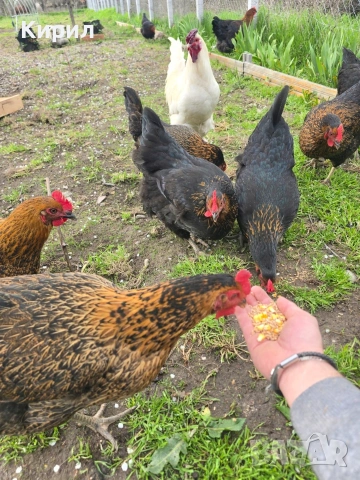 🥚 Домашни яйца от свободно отглеждани кокошки – Пловдив 🐓 , снимка 4 - други­ - 54726146