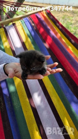 Подарявам три малки котенца. , снимка 8 - Други - 54358034