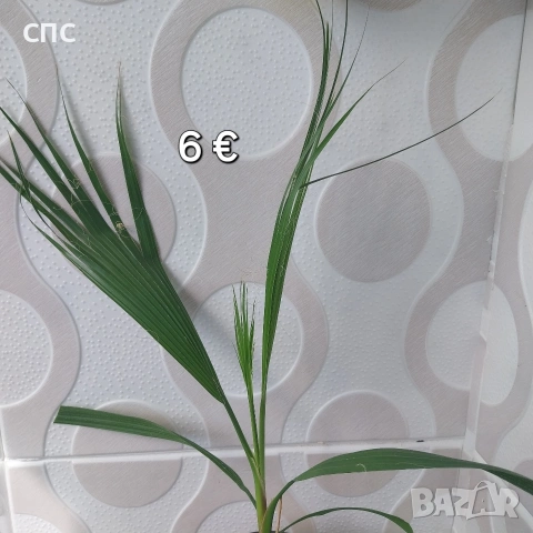 палма вашингтония 