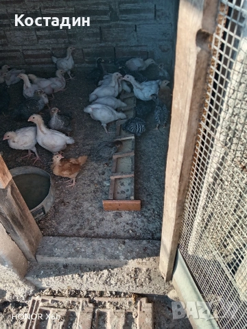 Пилета Амрок, снимка 4 - Кокошки и пуйки - 54862150