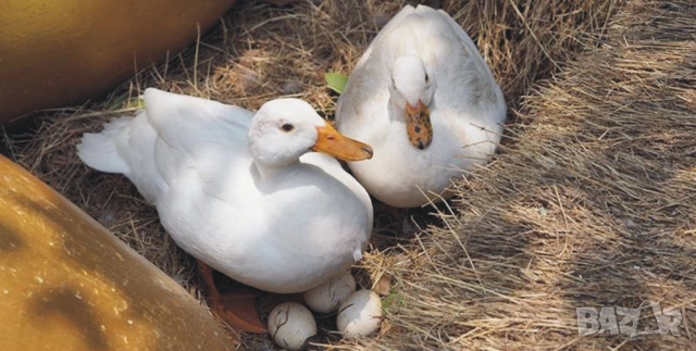 оплодени Яйца ЮРДЕЧКИ -ПАТИЦИ -ГЪСКИ -Разплодни яйца за люпене от Патки породата бяла Московска., снимка 5 - Кокошки и пуйки - 54196584