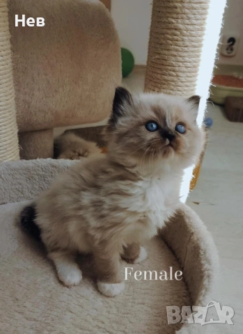 Ragdoll рагдол/регдол  котe / котета, снимка 8 - Други - 51000590