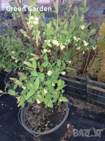 Лоницера Ленинградски гигант , снимка 4 - Градински цветя и растения - 54347048