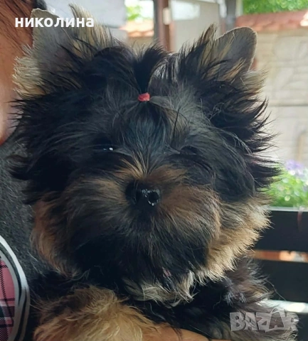 продавам йоркширски териер , снимка 14 - Йоркширски териер - 54892523