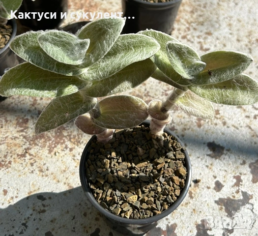 Сукулент Tradescantia sillamontana растение , снимка 6 - Градински цветя и растения - 54982725