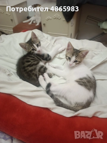Търсим дом за две прекрасни котенца — братче и сестриче 🐾  Две невероятни котенца (едно мъжко и едн, снимка 5 - Други - 55176348