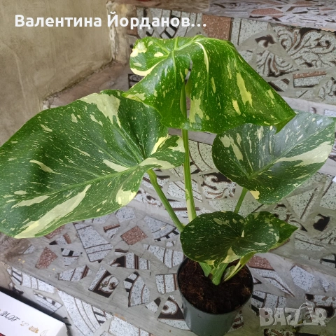 монстера 