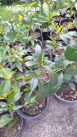 Продавам декоративен храст Лавровишна , снимка 2 - Градински цветя и растения - 54239490