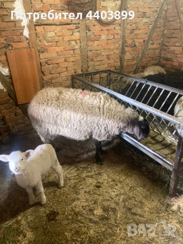 Три ялови овце , снимка 9 - Овце - 54184586