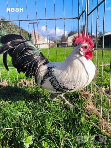 Чифт Сребърно Брезе Бантам-единствени в България, снимка 3 - други­ - 54337369