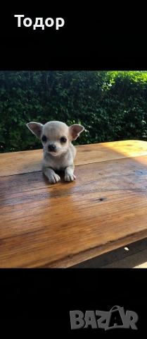 Продавам мини чихуахуа , снимка 3 - Чихуахуа - 54369643
