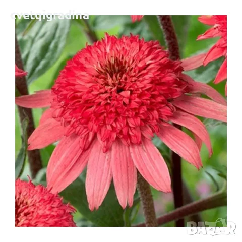 Echinacea ‘Raspberry Truffle-Ехинацея малинов трюфел, снимка 2 - Градински цветя и растения - 55394545