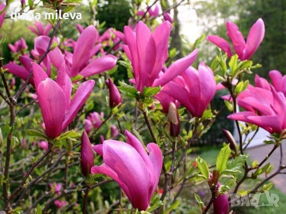   Магнолия Сюзън, Magnolia Susan