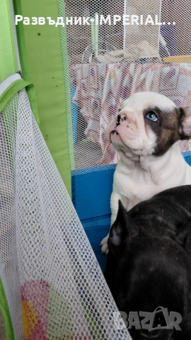 френски булдог-булдочета, снимка 4 - Френски булдог - 54092555