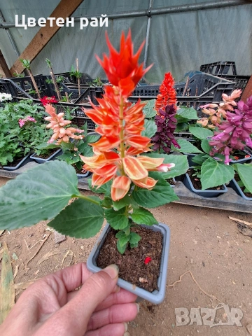 Два вида пламъче, няколко цвята , снимка 14 - Градински цветя и растения - 54282774