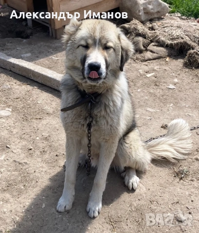 Кучета, снимка 2 - Други - 54183332