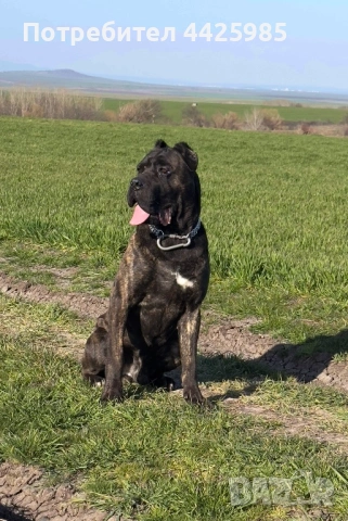Cane Corso , снимка 7 - Кане корсо - 54495449