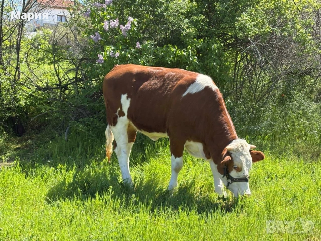 Млада заплодена крава, снимка 5 - Крави - 54328965