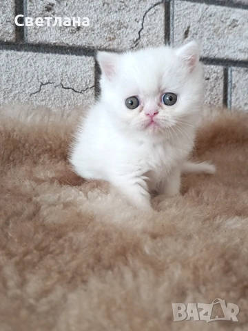 Женско котенце 🐈