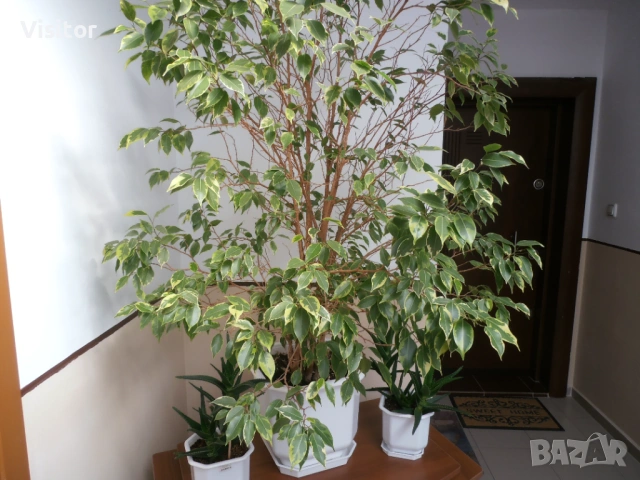 Olympus VR-330  - 14 МРх, снимка 17 - Фотоапарати - 54322140