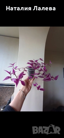 Традесканция, tradescantia Pink Paradise, снимка 5 - Стайни растения - 54560106