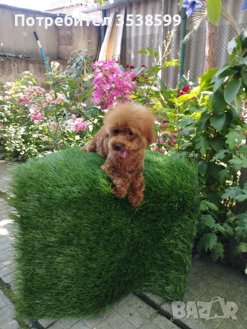 Той Пудел., снимка 3 - Пудели - 53365753