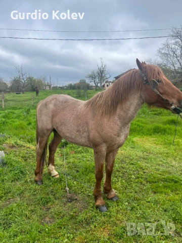 Прегатен Кон