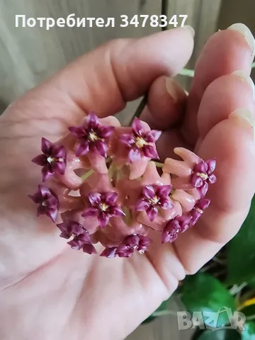 Хоя Cinnamomifolia var.purpureofusca