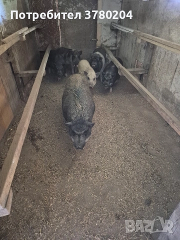 Виетнамски прасета, снимка 2 - Прасета - 54198346