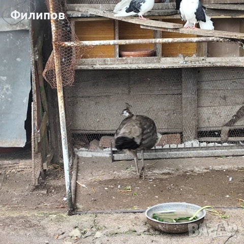 Индийски паун, снимка 2 - други­ - 54617558