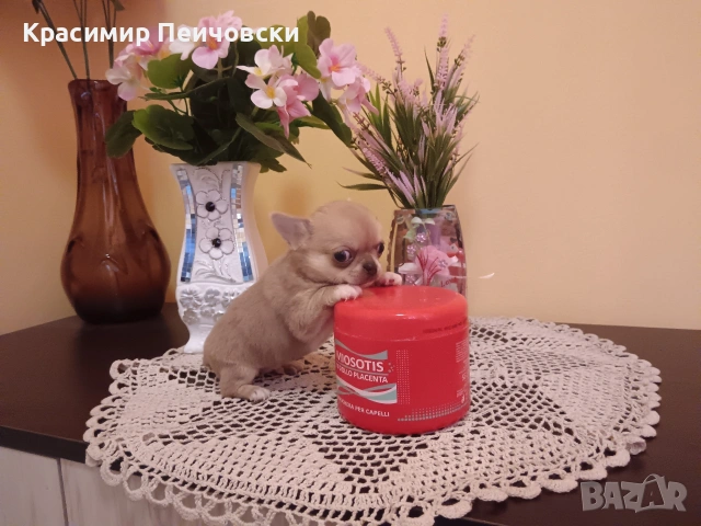 момче чихуахуа. , снимка 5 - Чихуахуа - 54941033