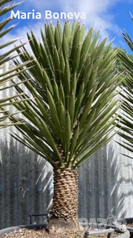 Уникална студоустойчива дървовидна юка Yucca filifera , снимка 6 - Градински цветя и растения - 54389640