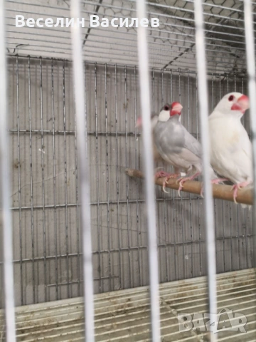 амадини оризарки, снимка 4 - Амадини - 53984280