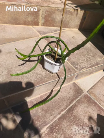 Selenicereus grandiflorus , снимка 2 - Стайни растения - 55499861