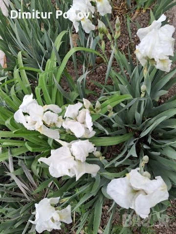 Перуника ,Ирис, снимка 3 - Разсади - 54358901