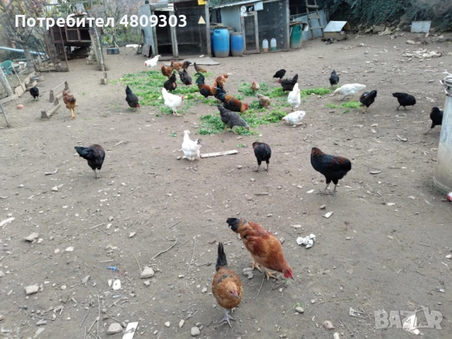 Селски кокошки, снимка 3 - Кокошки и пуйки - 54551295