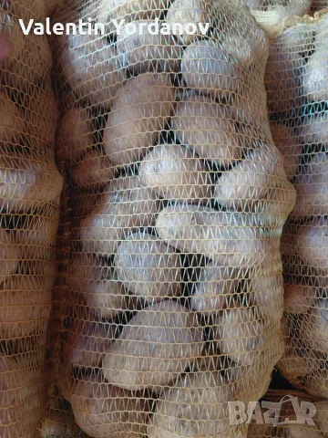 Продавам картофи, снимка 2 - Домашни продукти - 55649561