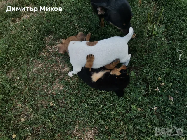 Продавам малки чихопинчери, снимка 8 - Пинчер - 55414722