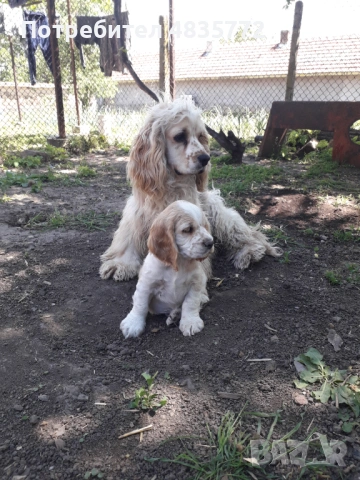 Cocker Spaniel, снимка 7 - Кокер шпаньол - 54723852