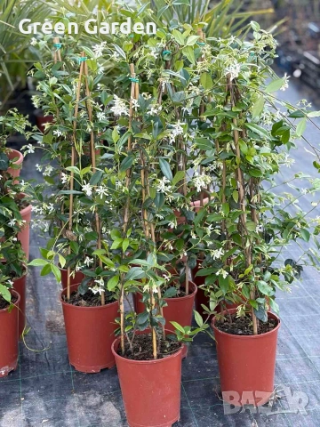 Жасмин,Ароматен и Увивен 