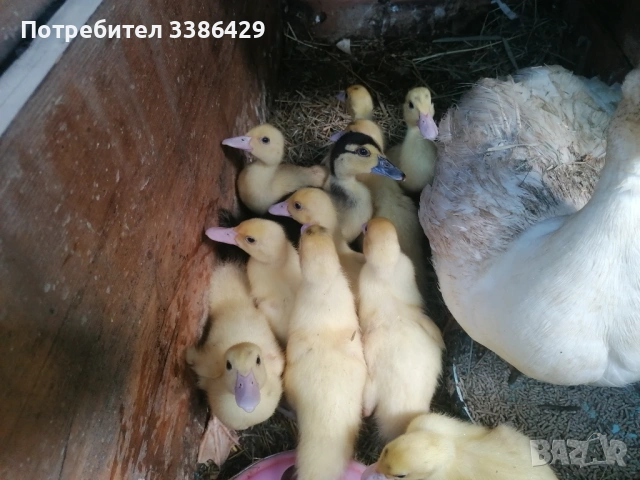 Неми и крякащи патета и едногодишни такива , снимка 7 - Патици и гъски - 54740867