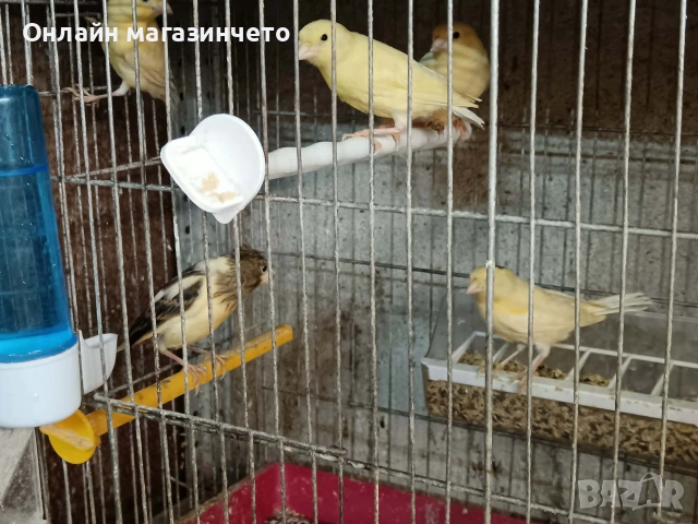 Продавам канарчета ., снимка 2 - Канари - 55134278
