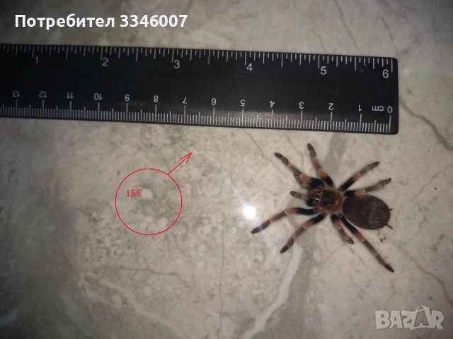 Tarantula - Продавам Тарантyли от снимите - получавате това което виждате, снимка 3 - Други - 44106536