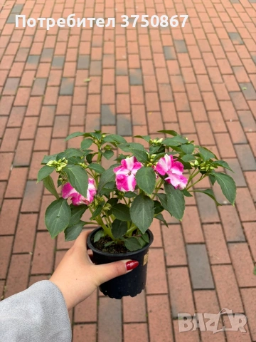 🩷🌿💜 Impatiens walleriana 'Raffael Star Mix' (Циганче / Импатиенс), снимка 6 - Градински цветя и растения - 54733445