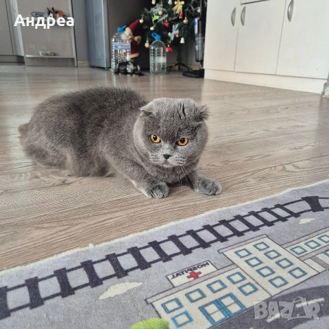 котка шотландска клепоуха 