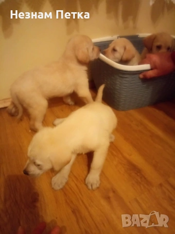 лабрадор ретривър, снимка 6 - Лабрадор ретривър - 53998654