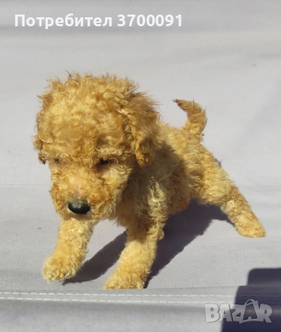 пудел / мини пудел , снимка 10 - Пудели - 54103506